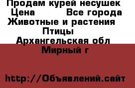 Продам курей несушек › Цена ­ 350 - Все города Животные и растения » Птицы   . Архангельская обл.,Мирный г.